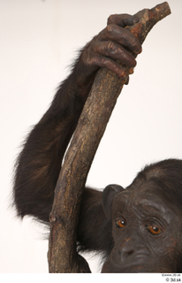 Chimpanzee Bonobo arm 0004.jpg